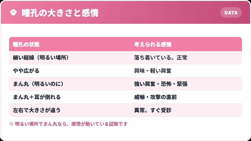 猫の瞳孔の大きさと感情の対応表