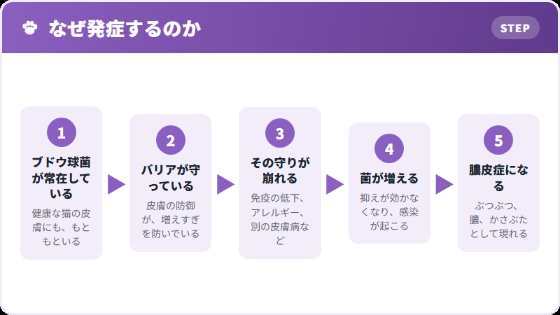 常在菌が増えるまで