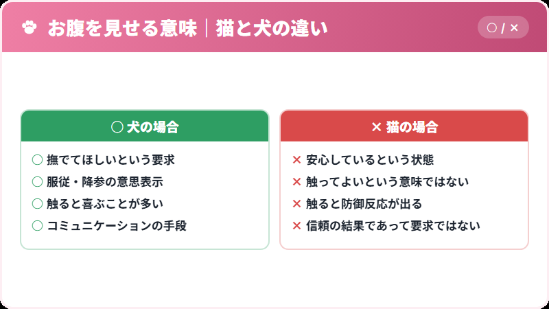 お腹を見せる行動の意味 猫と犬の違い
