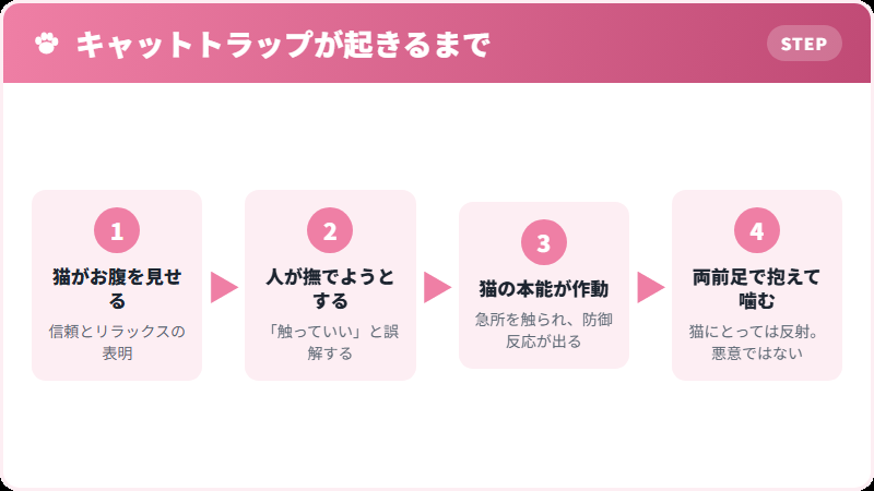 猫のお腹を触ると噛まれるキャットトラップの仕組み