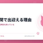猫が玄関で出迎える理由