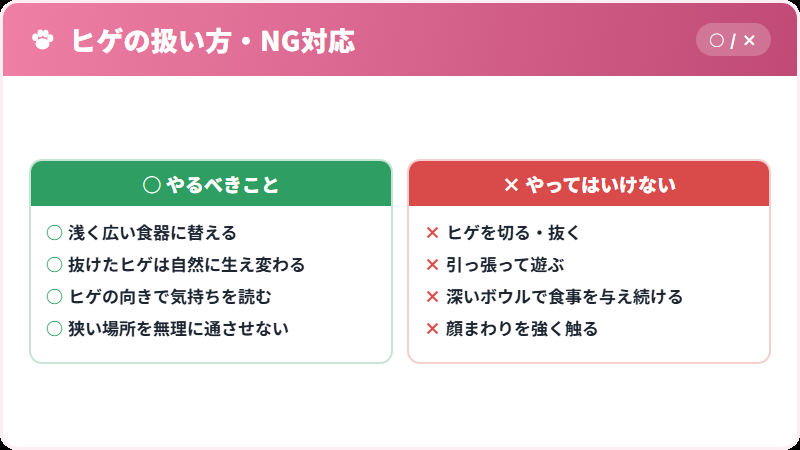 猫のヒゲに対する正しい扱いとNG対応