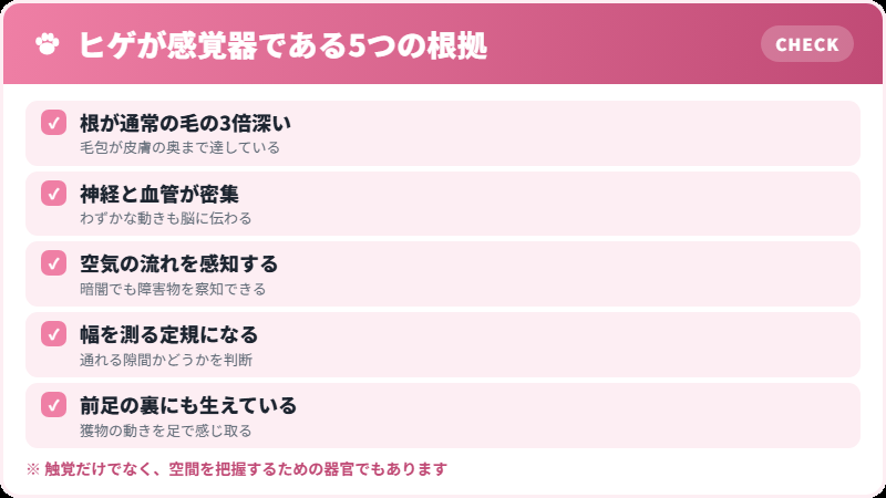 猫のヒゲが感覚器である理由の解説図
