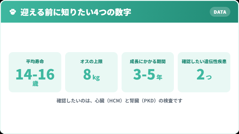 ブリティッシュショートヘアを迎える前に知っておきたい4つの数字
