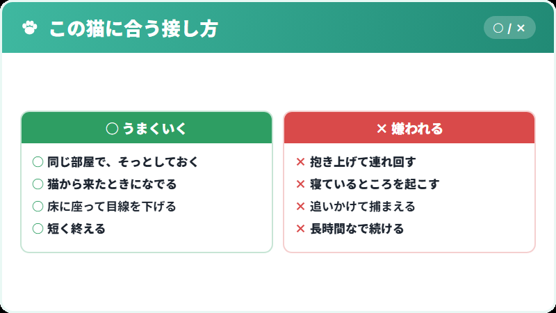 ブリティッシュショートヘアとの接し方の比較
