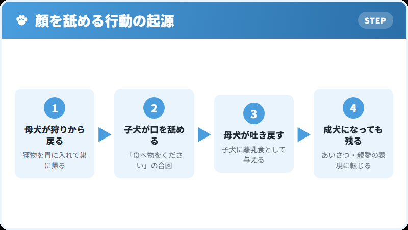 犬が人の顔を舐める行動の起源