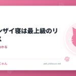 猫のバンザイ寝は最上級のリラックス