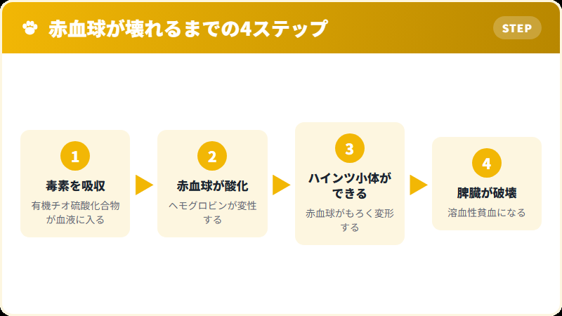 玉ねぎ中毒で猫の赤血球が壊れる仕組みの4ステップ