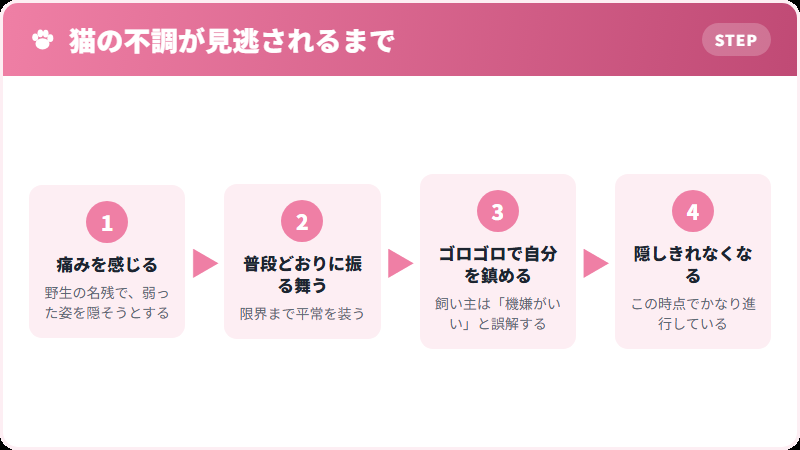 猫が痛みを隠す理由と、その結果起きること