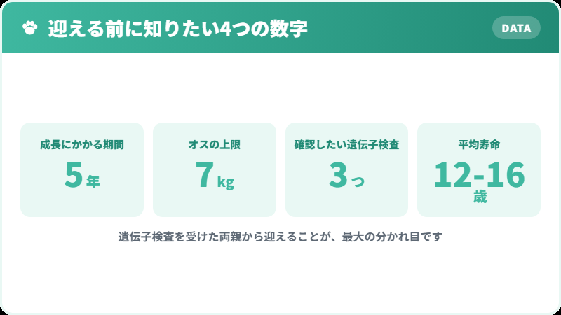 ノルウェージャンフォレストキャットを迎える前に知っておきたい4つの数字