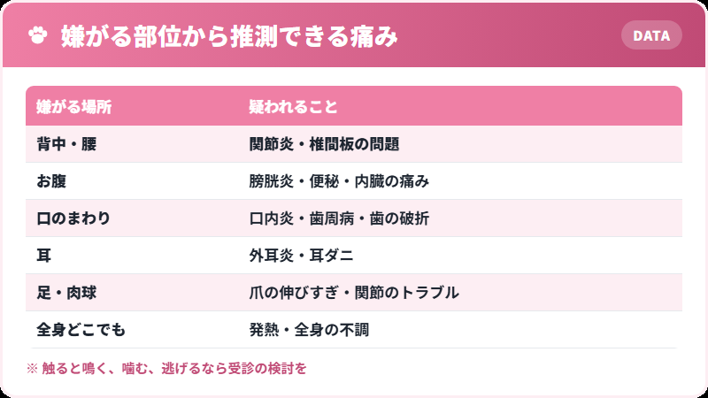 猫が触ると嫌がる部位から推測できる痛みの一覧