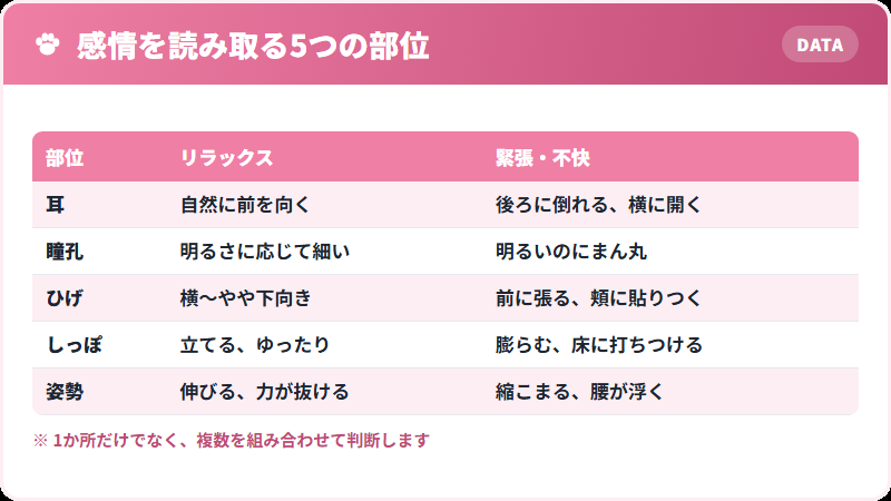 猫の感情を読み取る5つの部位の一覧