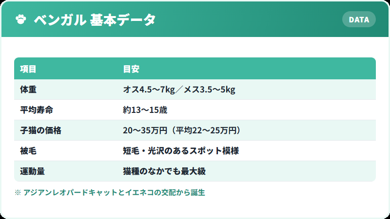 ベンガル猫の基本データ 体重・寿命・価格の一覧