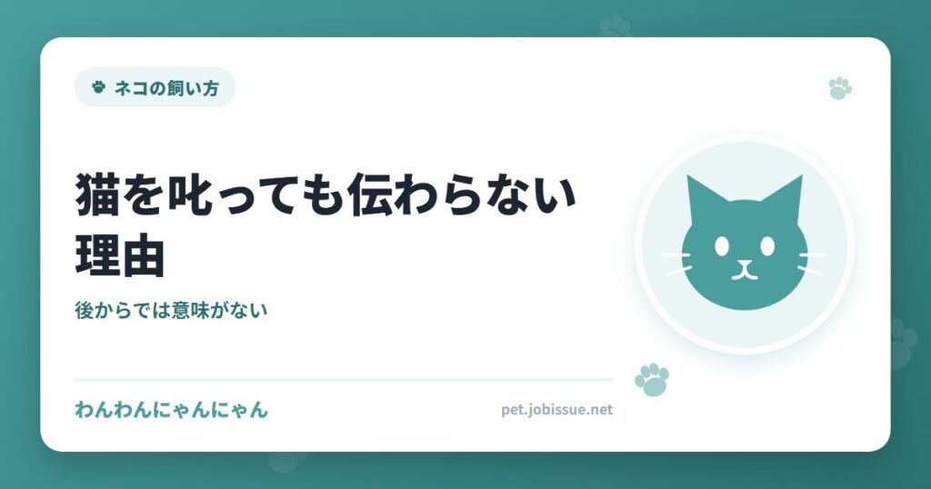 猫を叱っても伝わらない理由