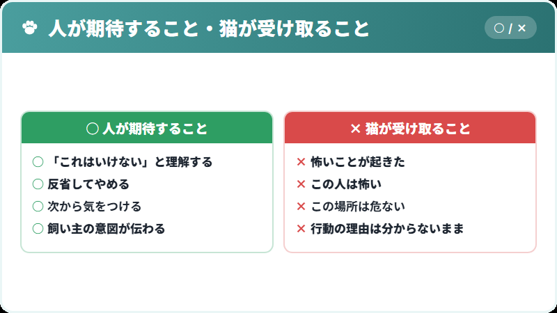 猫に叱責が届きにくい理由
