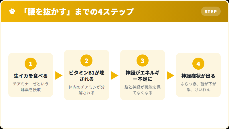 生イカのチアミナーゼがビタミンB1を分解する仕組み