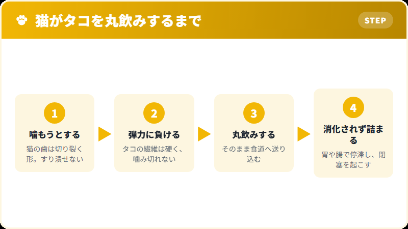 猫の歯の構造と、タコを噛み切れない理由の解説