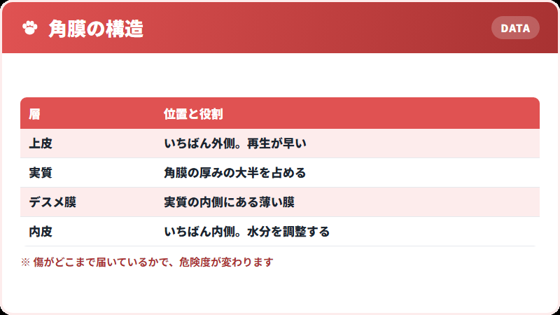 角膜の4つの層