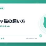 ペルシャ猫の飼い方