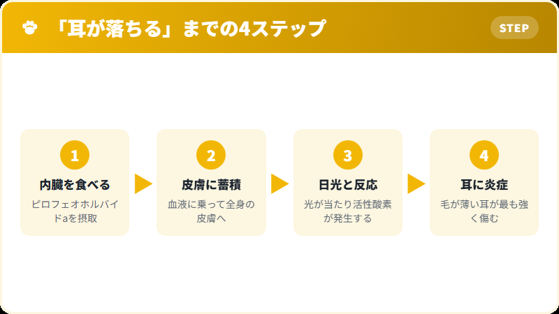 アワビの毒が猫の耳に炎症を起こすまでの仕組み