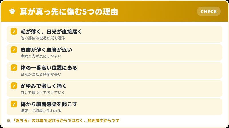 なぜ猫の耳だけが被害を受けるのかの理由