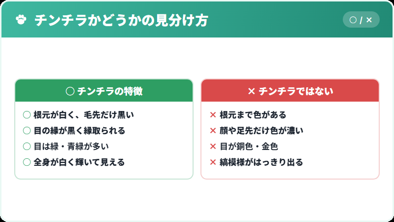 ペルシャ・チンチラ・ヒマラヤンの見分け方の比較