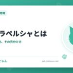 チンチラペルシャとは