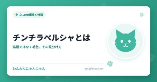 チンチラペルシャとは