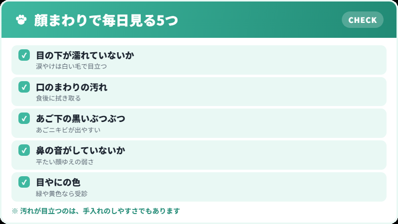 チンチラペルシャの顔まわりのケア チェックリスト