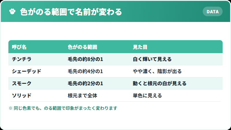 チンチラの毛色を生むティッピングの仕組み