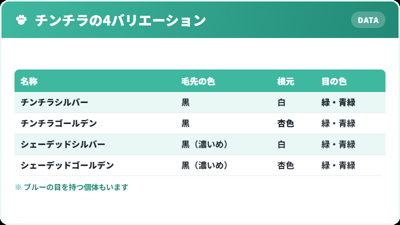 チンチラペルシャの4つのバリエーション