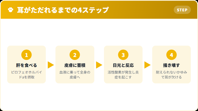 サザエの毒が猫の耳に炎症を起こすまでの仕組み