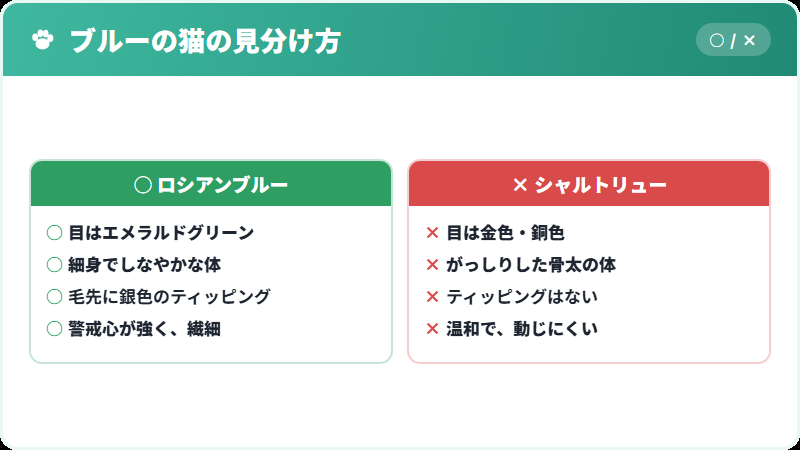 ロシアンブルーとシャルトリューの見分け方