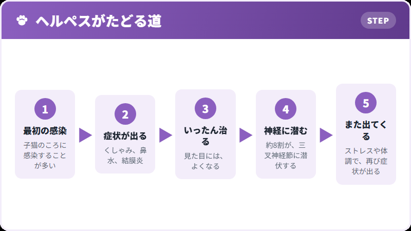 ヘルペスの経過