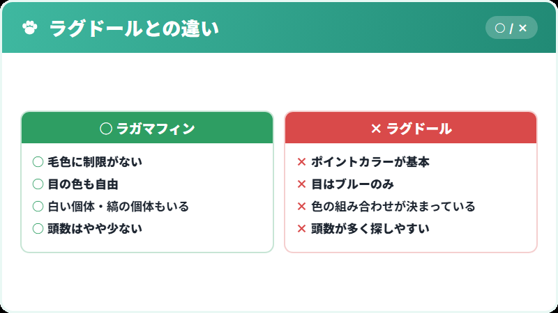ラガマフィンとラグドールの比較