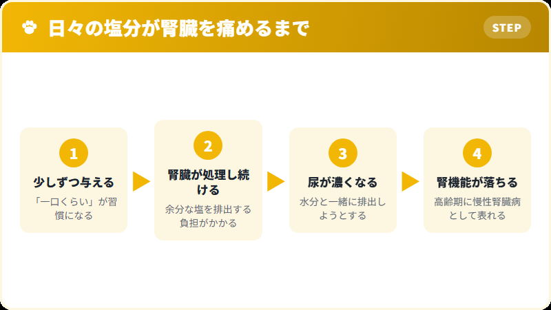塩分の摂りすぎが猫の腎臓に影響するまでの流れ