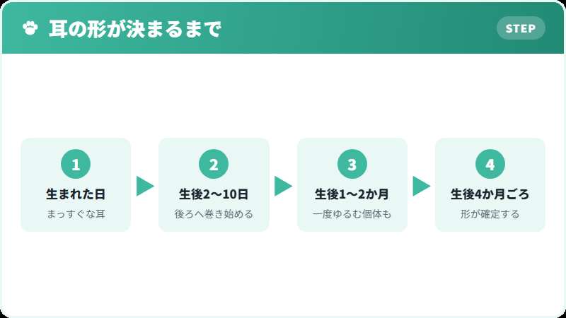 キンカローの耳が巻くまでの流れ