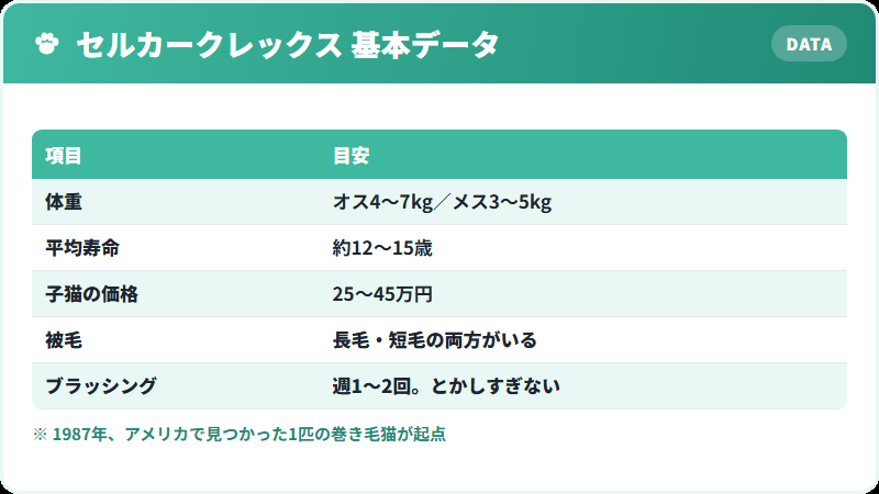 セルカークレックスの基本データ 体重・寿命・価格の一覧