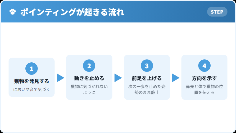 狩猟犬のポインティング行動の仕組み
