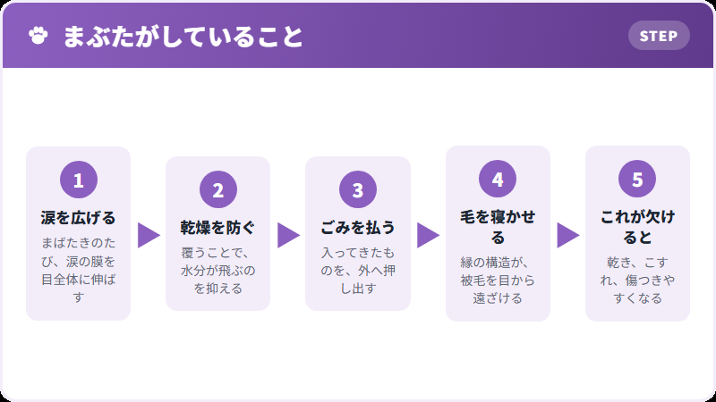 まぶたの仕事