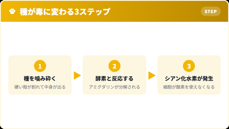 リンゴの種のアミグダリンが毒になるまでの仕組み