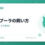 シンガプーラの飼い方
