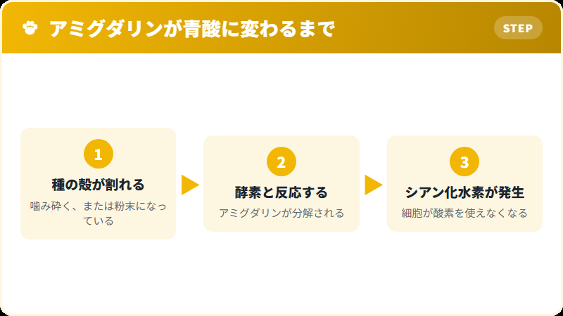 アンズの種のアミグダリンが青酸に変わる仕組み