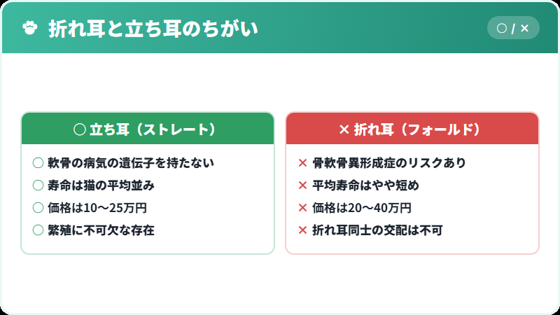 スコティッシュの折れ耳と立ち耳を比較した図