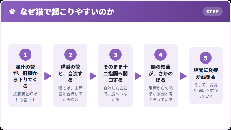 猫の胆管のつくり