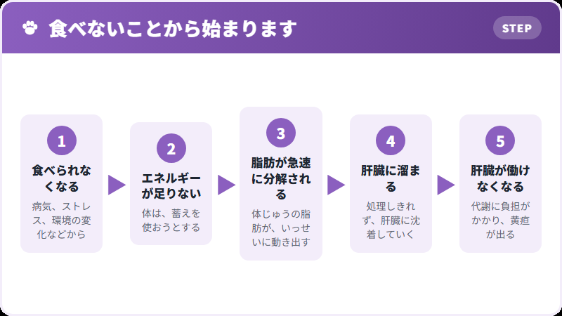 脂肪肝ができるまで