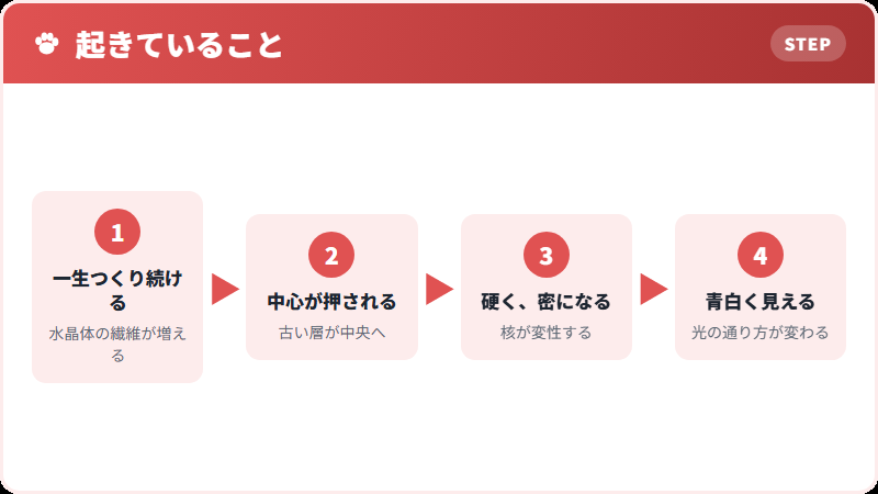 水晶体の中心が硬くなる