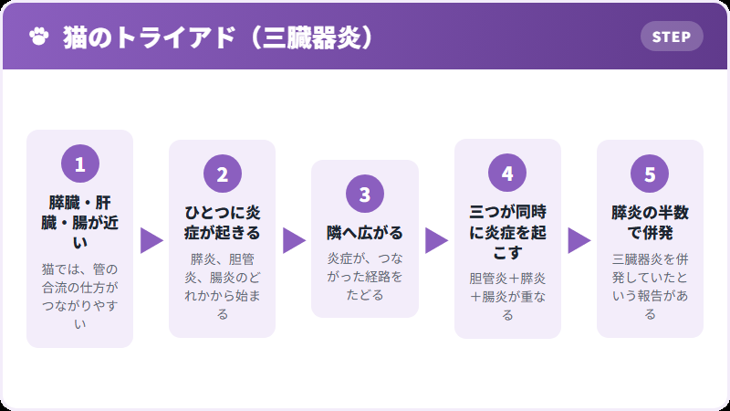 三臓器炎のしくみ