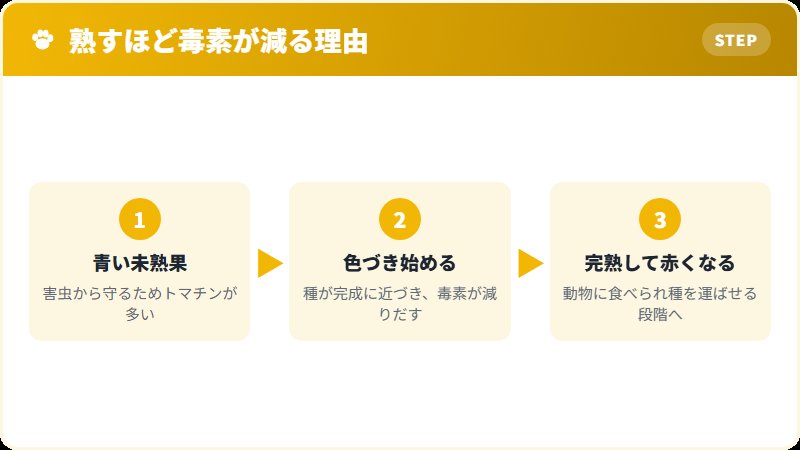 トマトが熟すにつれてトマチンが減っていく仕組み