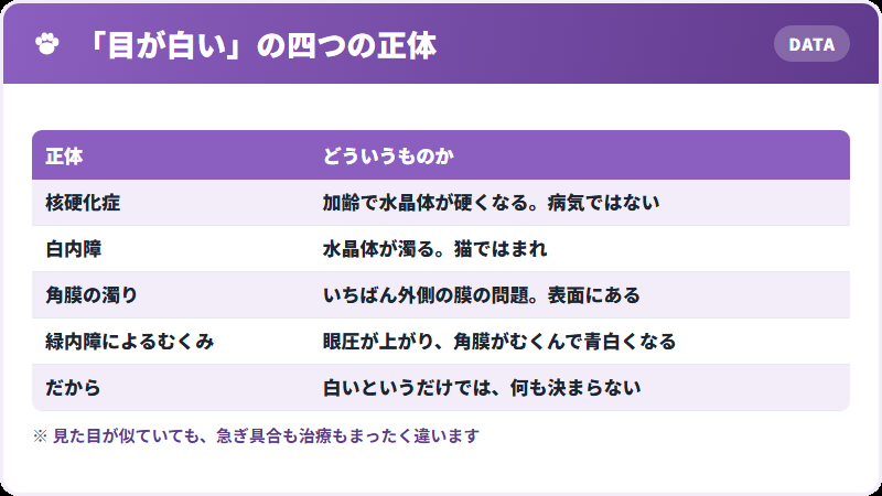 白く見えるものの正体